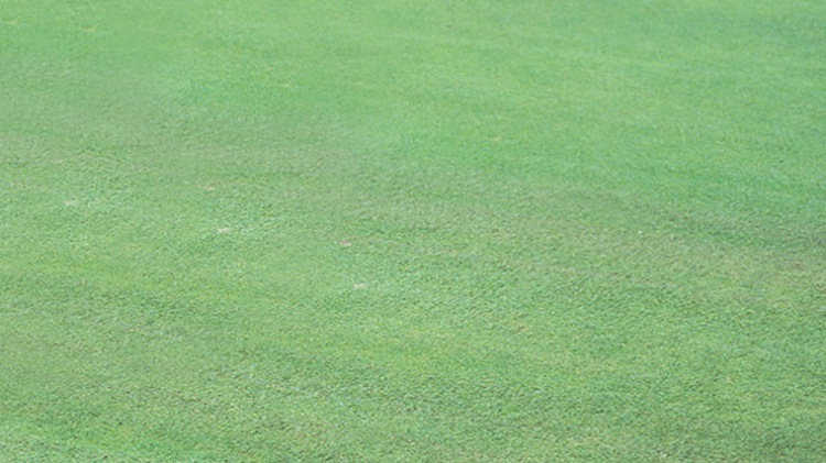 Thatch-Away Topdressing Brush Grass